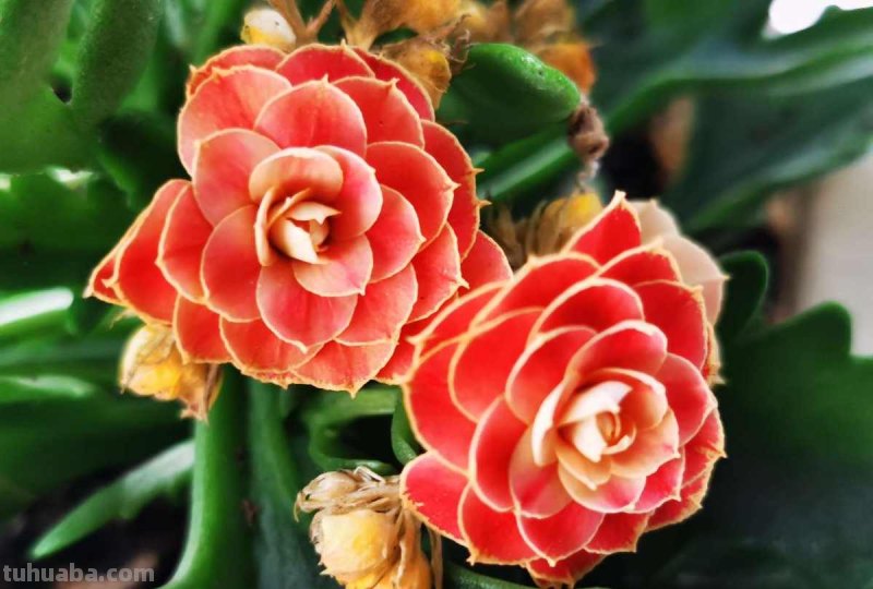 家里养5种“旺宅花”，开花就有好兆头，大气漂亮贵气满满