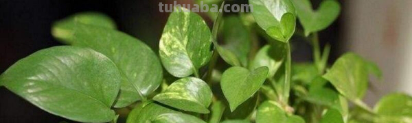 怎么养绿萝才能茂盛，水培和土培的方法