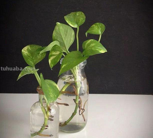 在办公室养护绿萝你需要注意的几个事项，水培和土培都能生长良好