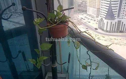 在办公室养护绿萝你需要注意的几个事项，水培和土培都能生长良好