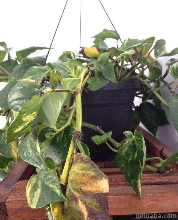 在办公室养护绿萝你需要注意的几个事项，水培和土培都能生长良好