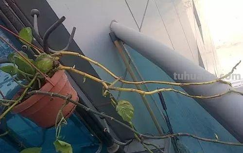 在办公室养护绿萝你需要注意的几个事项，水培和土培都能生长良好