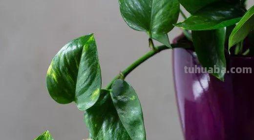 在办公室养护绿萝你需要注意的几个事项，水培和土培都能生长良好