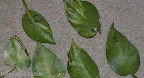 在办公室养护绿萝你需要注意的几个事项，水培和土培都能生长良好