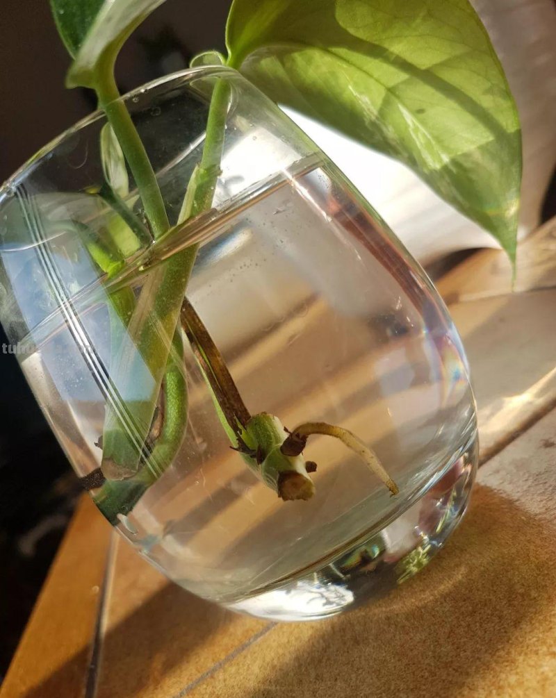 在办公室养护绿萝你需要注意的几个事项，水培和土培都能生长良好