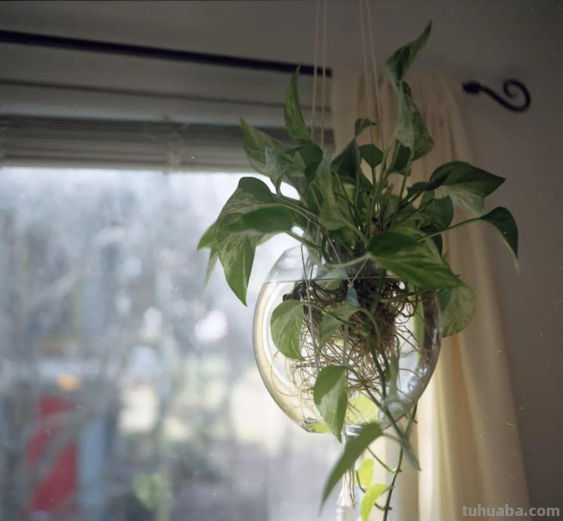 在办公室养护绿萝你需要注意的几个事项，水培和土培都能生长良好