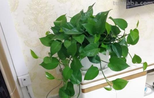 家庭盆栽绿萝,养护注意“几件事”,叶片油绿光亮,蹭蹭爆满盆 家庭盆栽绿萝,养护注意“几件事”,叶片油绿光亮,蹭蹭爆满盆