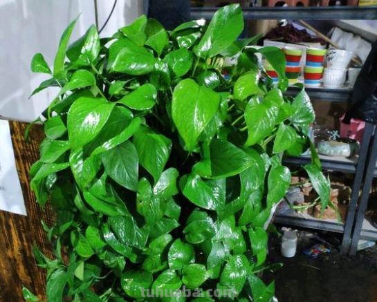 家庭盆栽绿萝,养护注意“几件事”,叶片油绿光亮,蹭蹭爆满盆 家庭盆栽绿萝,养护注意“几件事”,叶片油绿光亮,蹭蹭爆满盆