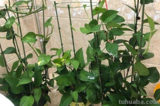 家庭盆栽绿萝,养护注意“几件事”,叶片油绿光亮,蹭蹭爆满盆 家庭盆栽绿萝,养护注意“几件事”,叶片油绿光亮,蹭蹭爆满盆