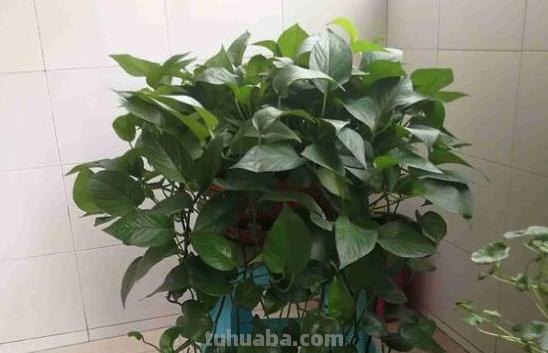 家庭盆栽绿萝,养护注意“几件事”,叶片油绿光亮,蹭蹭爆满盆 家庭盆栽绿萝,养护注意“几件事”,叶片油绿光亮,蹭蹭爆满盆