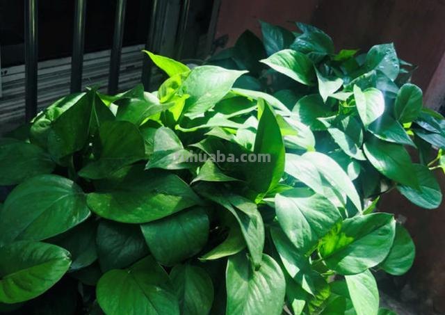 家庭盆栽绿萝,养护注意“几件事”,叶片油绿光亮,蹭蹭爆满盆 家庭盆栽绿萝,养护注意“几件事”,叶片油绿光亮,蹭蹭爆满盆