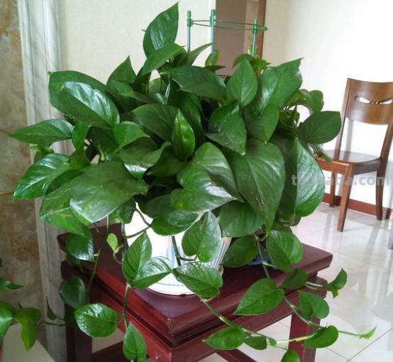 家庭盆栽绿萝,养护注意“几件事”,叶片油绿光亮,蹭蹭爆满盆 家庭盆栽绿萝,养护注意“几件事”,叶片油绿光亮,蹭蹭爆满盆