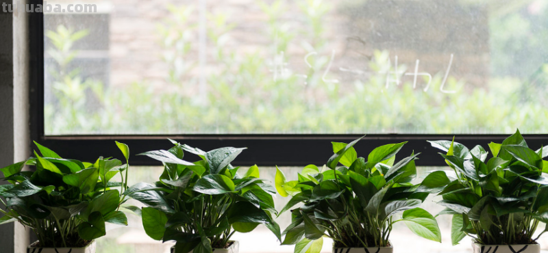 想要绿萝生长得好，这些养护技巧得记住