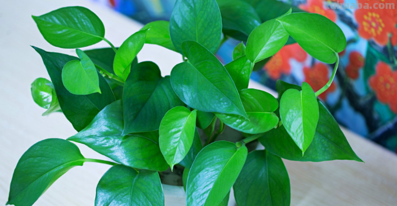 想要绿萝生长得好，这些养护技巧得记住