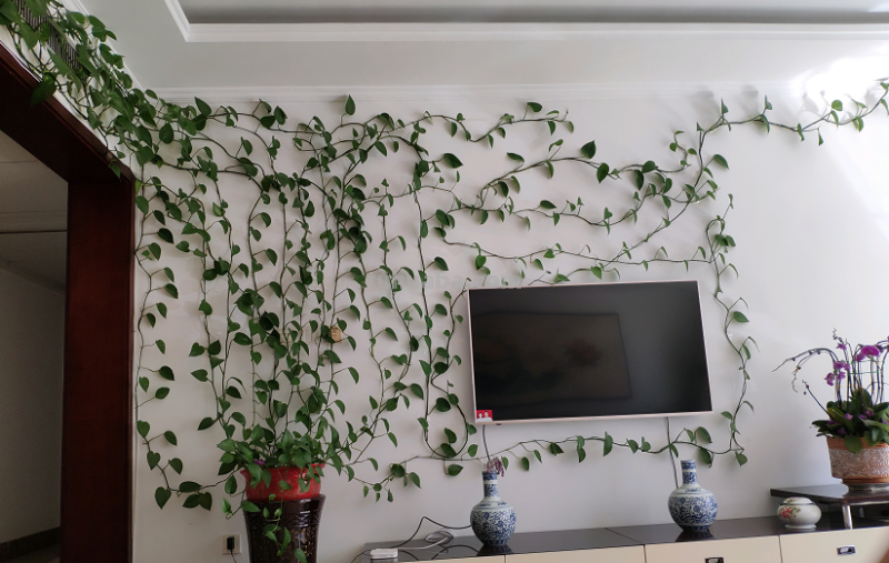 在家养绿萝，每月施点小肥料，叶子疯长一面墙