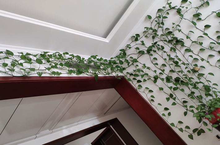 在家养绿萝，每月施点小肥料，叶子疯长一面墙