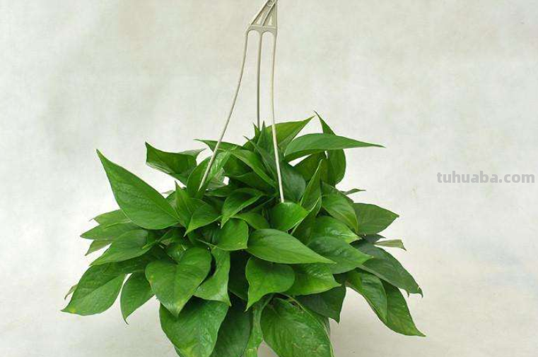 在家养绿萝，每月施点小肥料，叶子疯长一面墙
