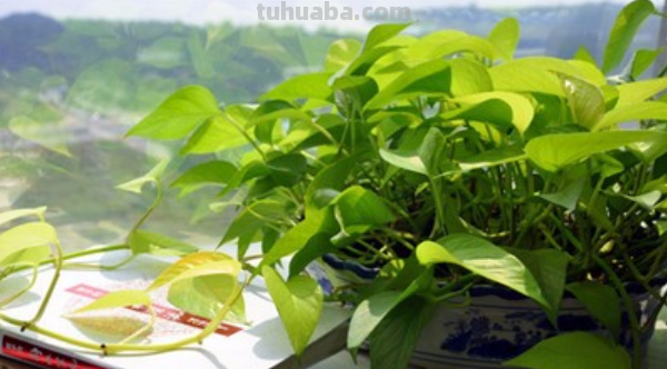 在家养绿萝，每月施点小肥料，叶子疯长一面墙