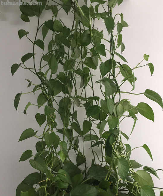 在家养绿萝，每月施点小肥料，叶子疯长一面墙