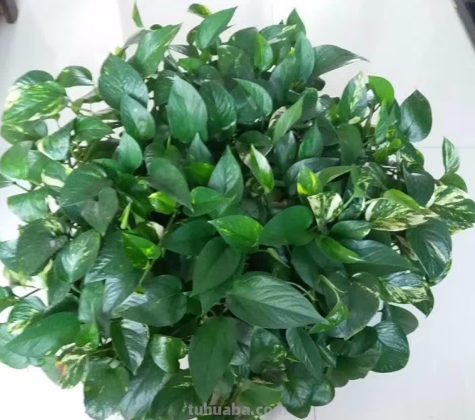 在家养绿萝，每月施点小肥料，叶子疯长一面墙