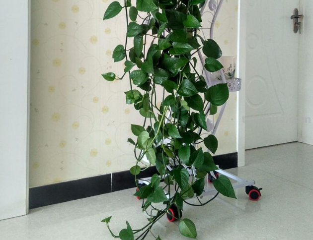 在家养绿萝，每月施点小肥料，叶子疯长一面墙