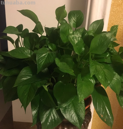 在家养绿萝，每月施点小肥料，叶子疯长一面墙