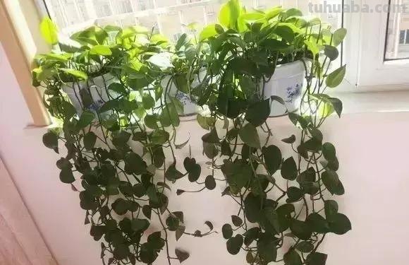 实用｜绿萝最全养护秘籍，爱死了！