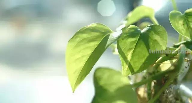 实用｜绿萝最全养护秘籍，爱死了！