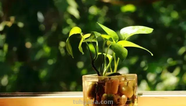 实用｜绿萝最全养护秘籍，爱死了！