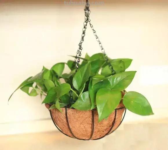 实用｜绿萝最全养护秘籍，爱死了！