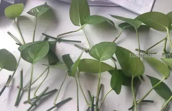 实用｜绿萝最全养护秘籍，爱死了！