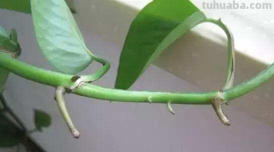 实用｜绿萝最全养护秘籍，爱死了！