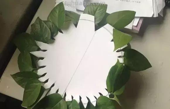 实用｜绿萝最全养护秘籍，爱死了！