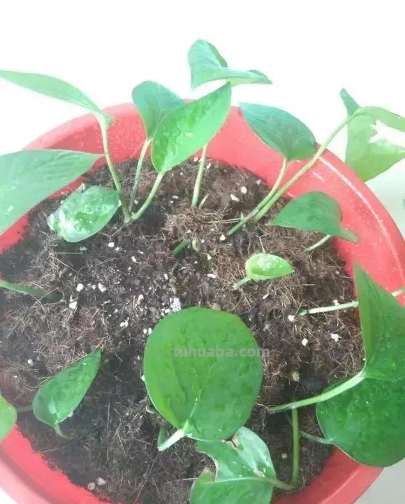 实用｜绿萝最全养护秘籍，爱死了！