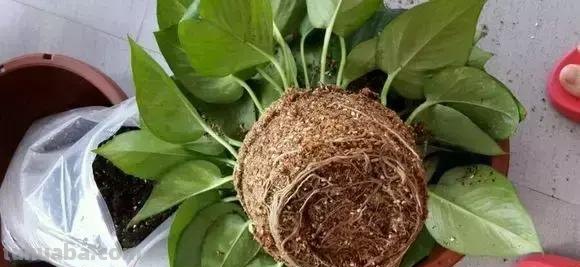 实用｜绿萝最全养护秘籍，爱死了！