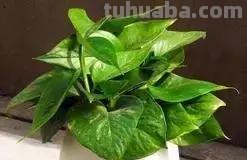 实用｜绿萝最全养护秘籍，爱死了！