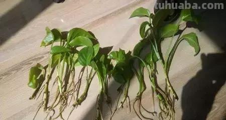 实用｜绿萝最全养护秘籍，爱死了！