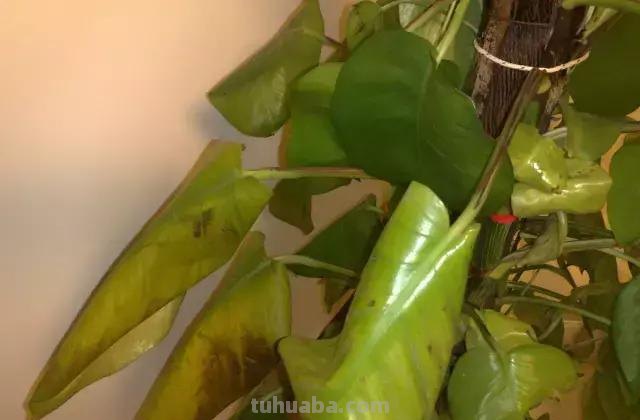 实用｜绿萝最全养护秘籍，爱死了！