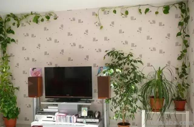 实用｜绿萝最全养护秘籍，爱死了！