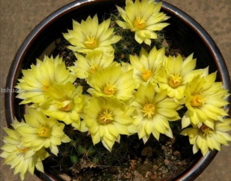 6种漂亮仙人球，好养又省心，开花更美丽