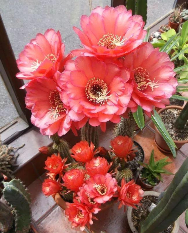 盆栽养护容易开花的七种仙人掌植物，花朵特别艳丽