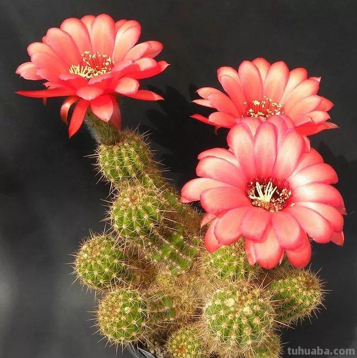 盆栽养护容易开花的七种仙人掌植物，花朵特别艳丽