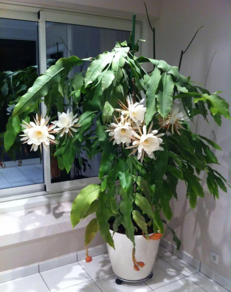 盆栽养护容易开花的七种仙人掌植物，花朵特别艳丽
