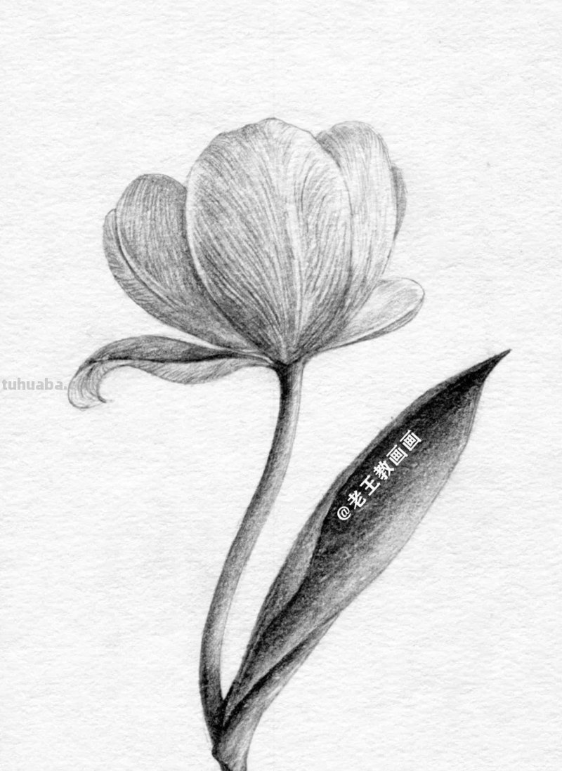 不会用铅笔画花儿？9步教你学会画