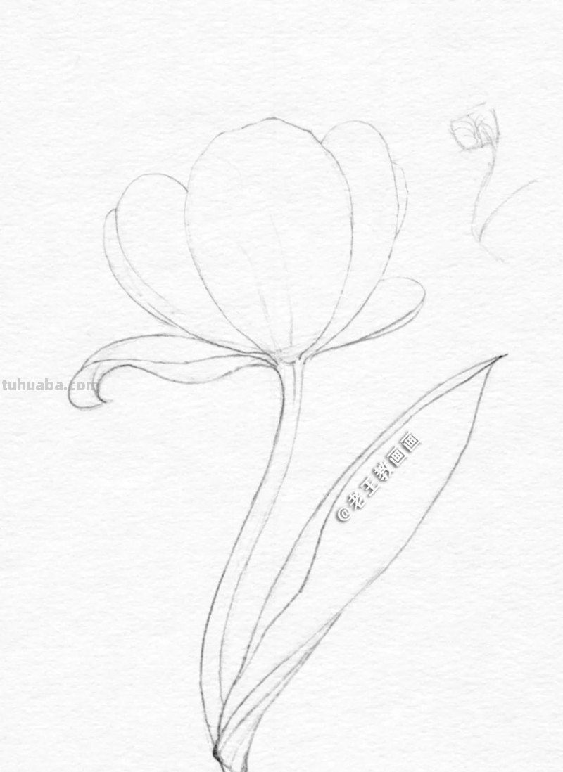 不会用铅笔画花儿？9步教你学会画