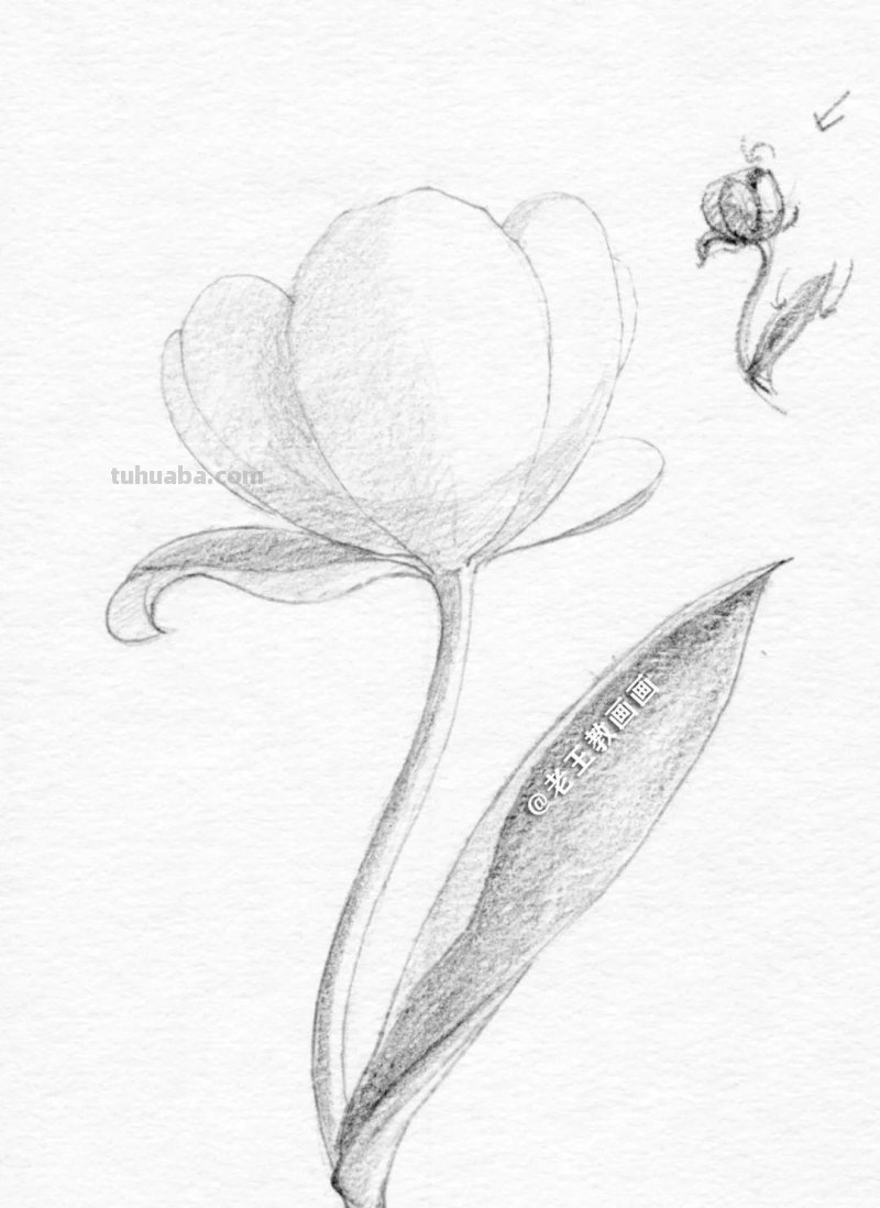 不会用铅笔画花儿？9步教你学会画