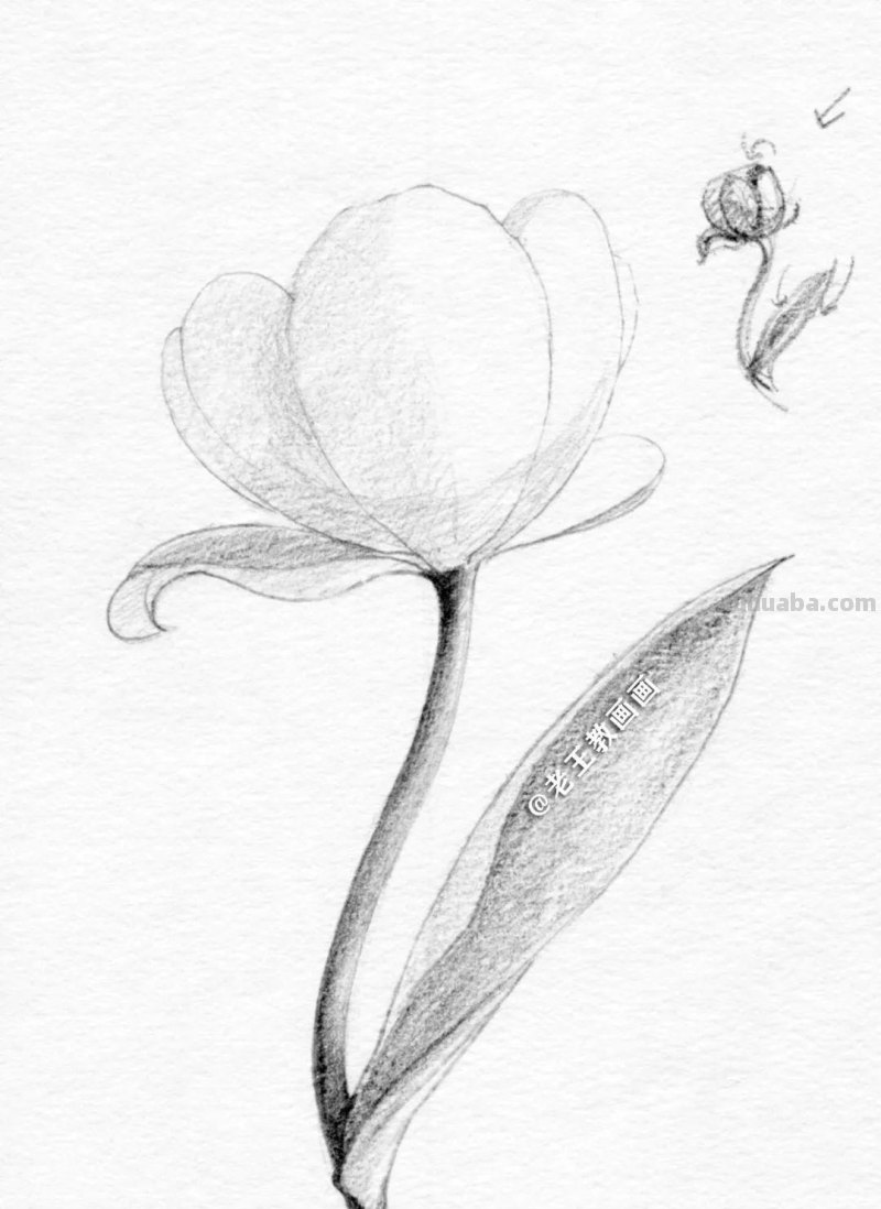 不会用铅笔画花儿？9步教你学会画