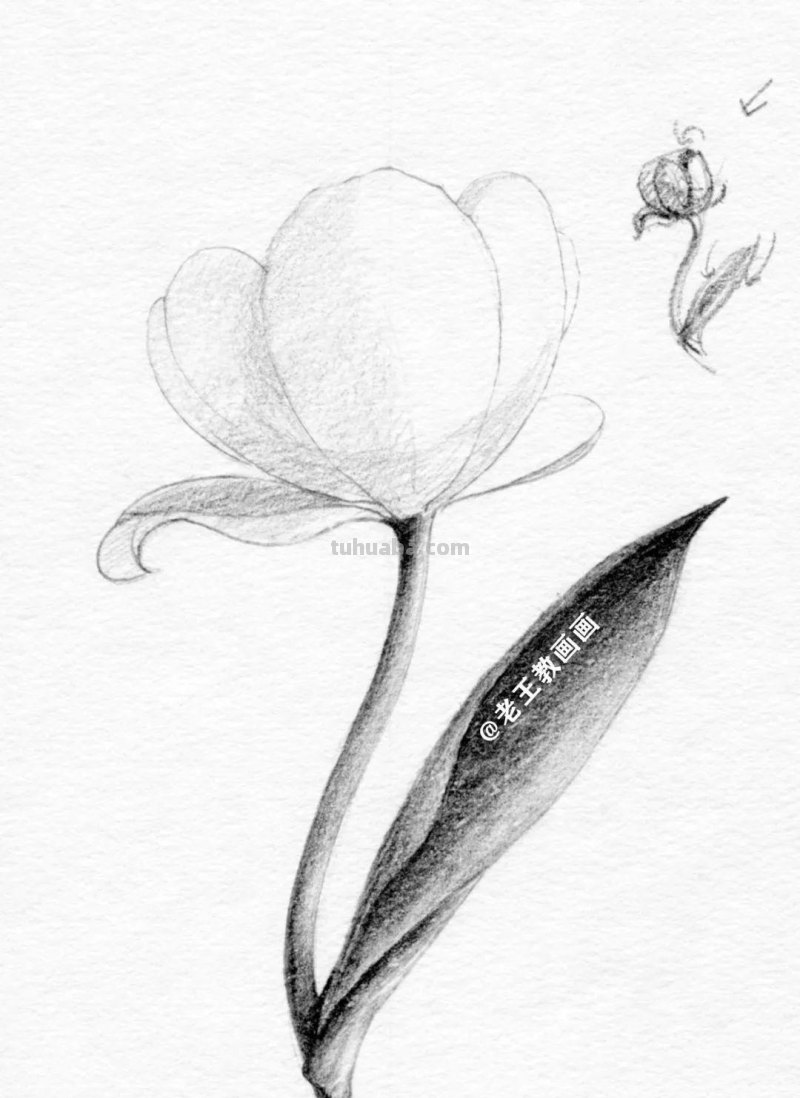 不会用铅笔画花儿？9步教你学会画