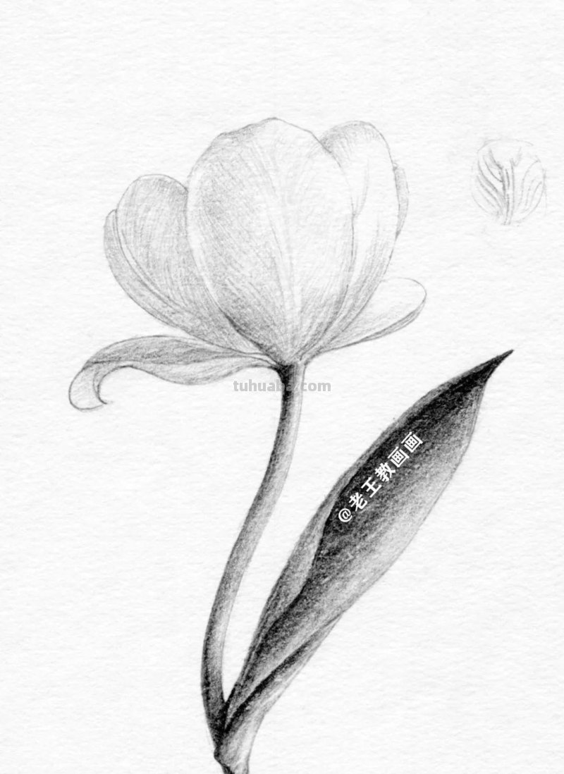 不会用铅笔画花儿？9步教你学会画