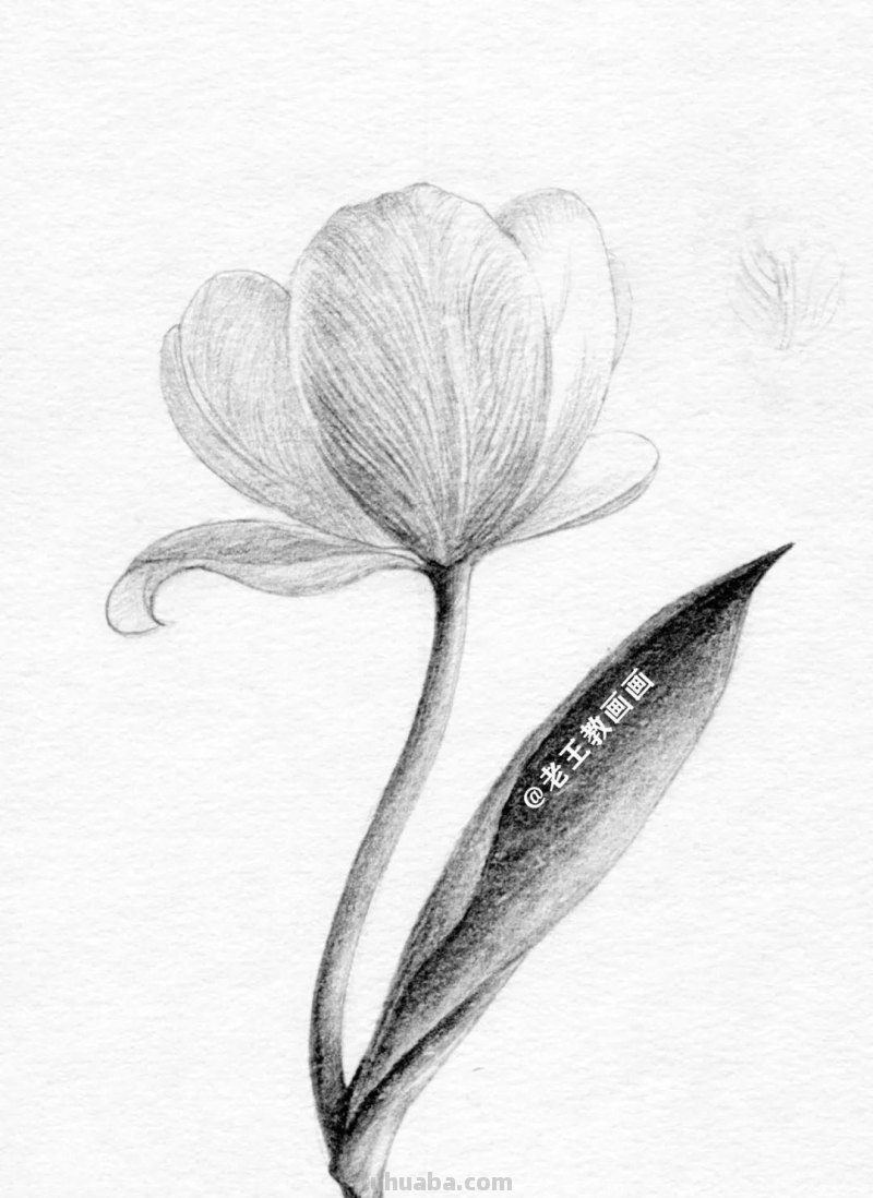 不会用铅笔画花儿？9步教你学会画